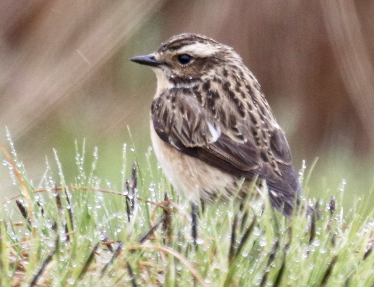 Whinchat - Jeff Skevington