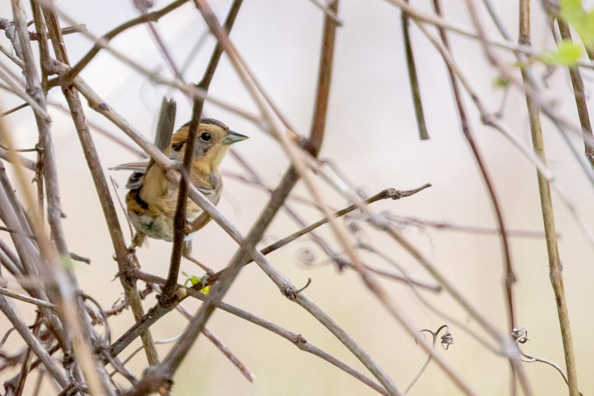 Nelson's Sparrow - Tony Dvorak