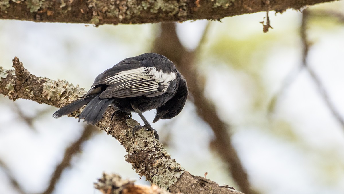 White-winged Black-Tit - Forest Botial-Jarvis