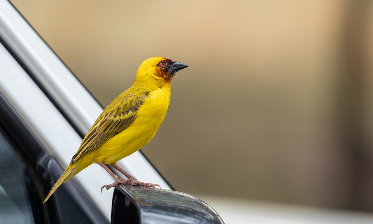 Rüppell's Weaver - ML162780251