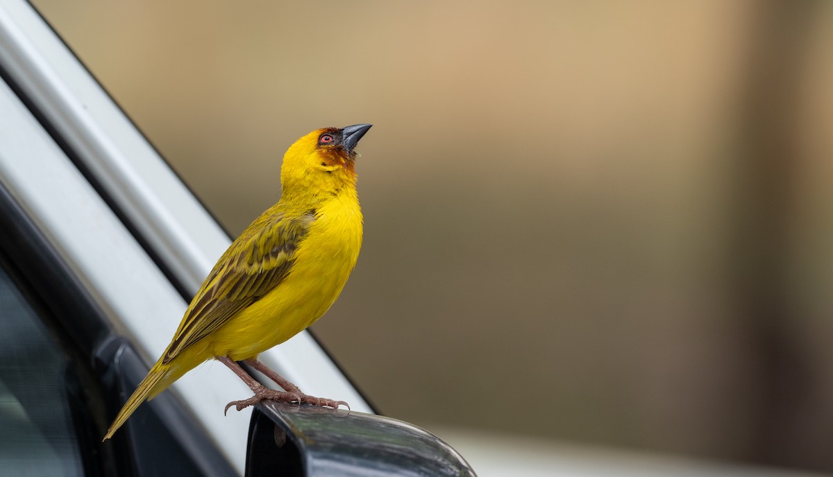 Rüppell's Weaver - ML162780261