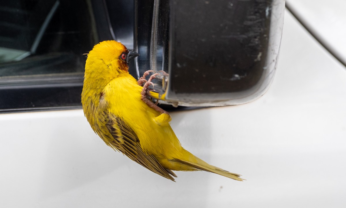 Rüppell's Weaver - ML162780271