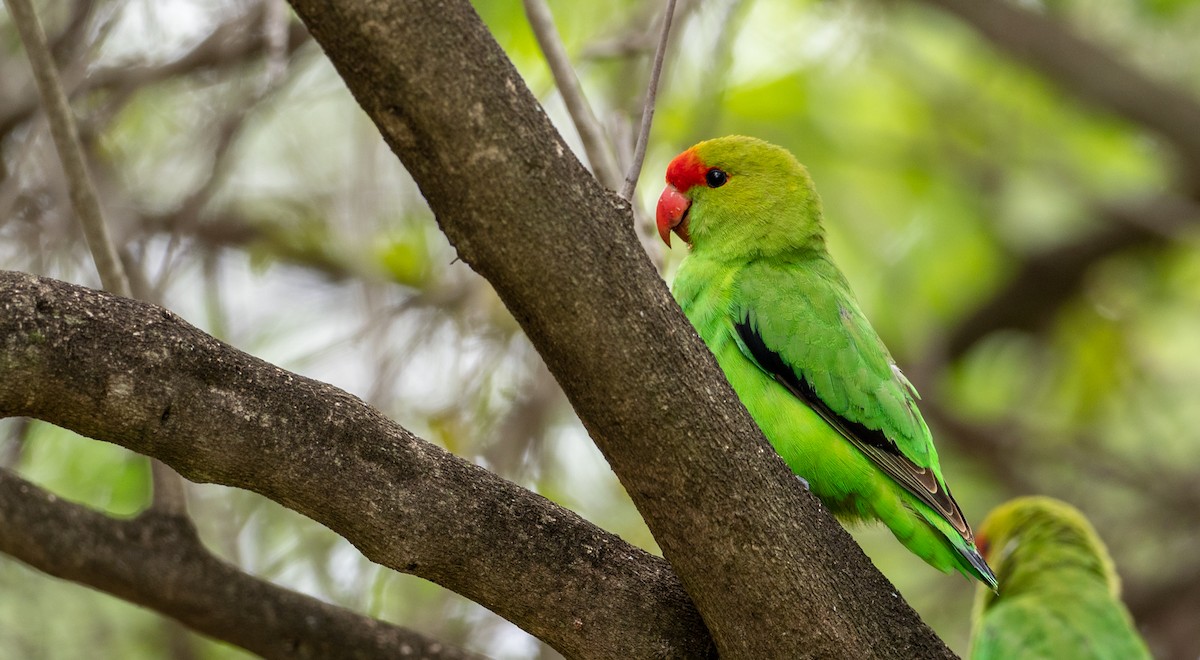 Black-winged Lovebird - Forest Botial-Jarvis