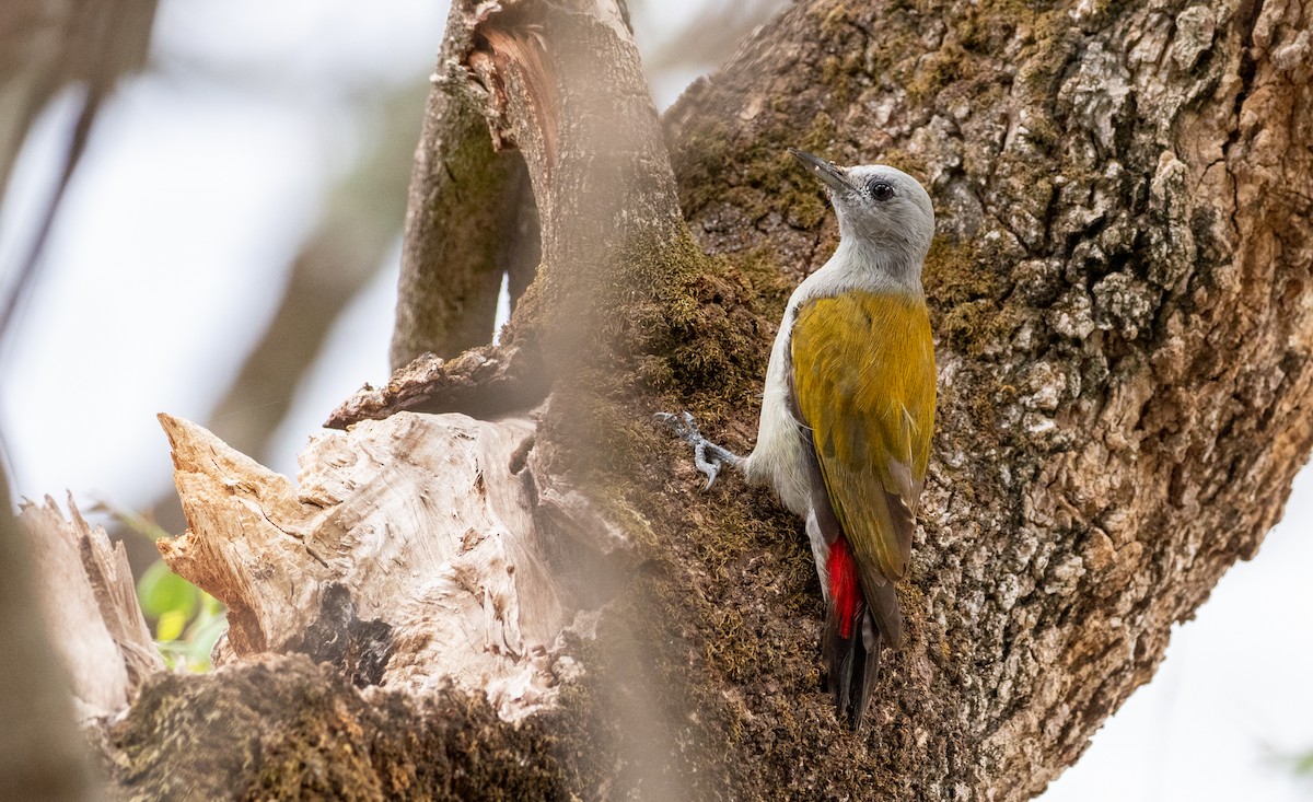 Mountain Gray Woodpecker - ML162780861