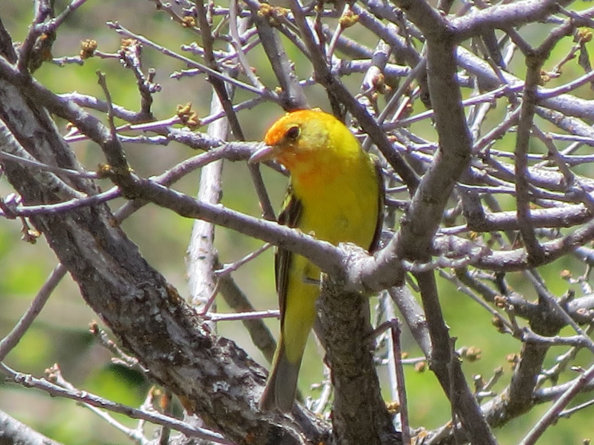 Piranga à tête rouge - ML162782621