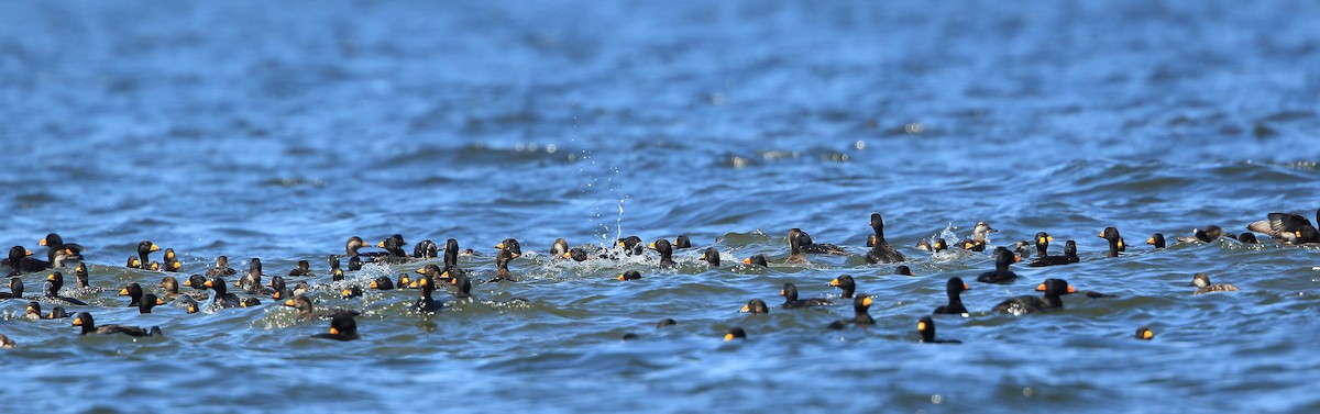 Black Scoter - ML162782951