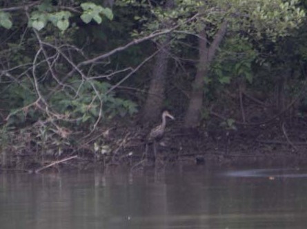 Limpkin - Trevor Sleight