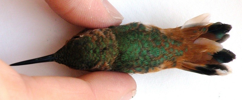 Allen's Hummingbird - ML162783631