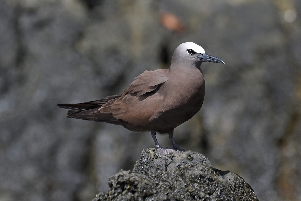 Brown Noddy - ML162783941