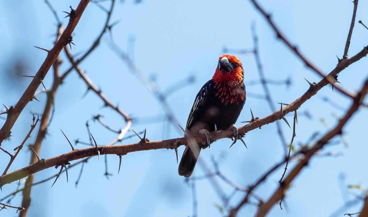 Black-billed Barbet - Forest Botial-Jarvis