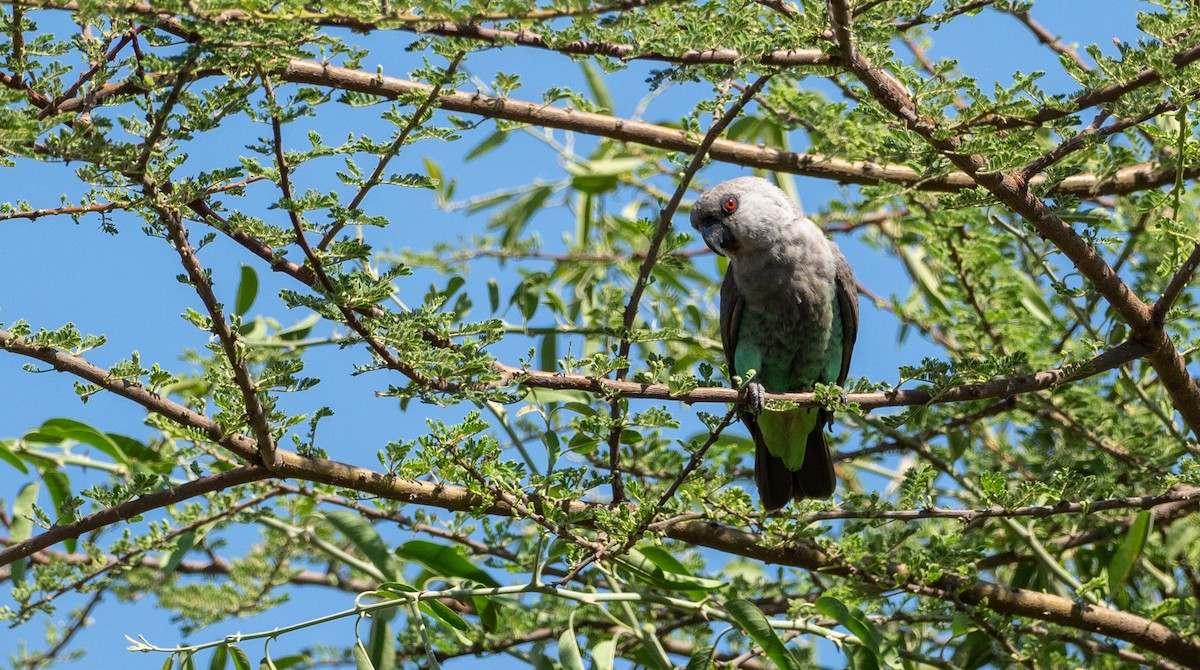 Red-bellied Parrot - ML162784761