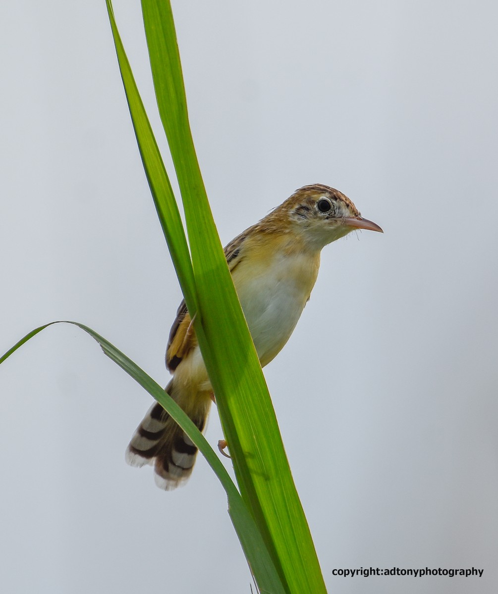 Zitting Cisticola - ML162786051