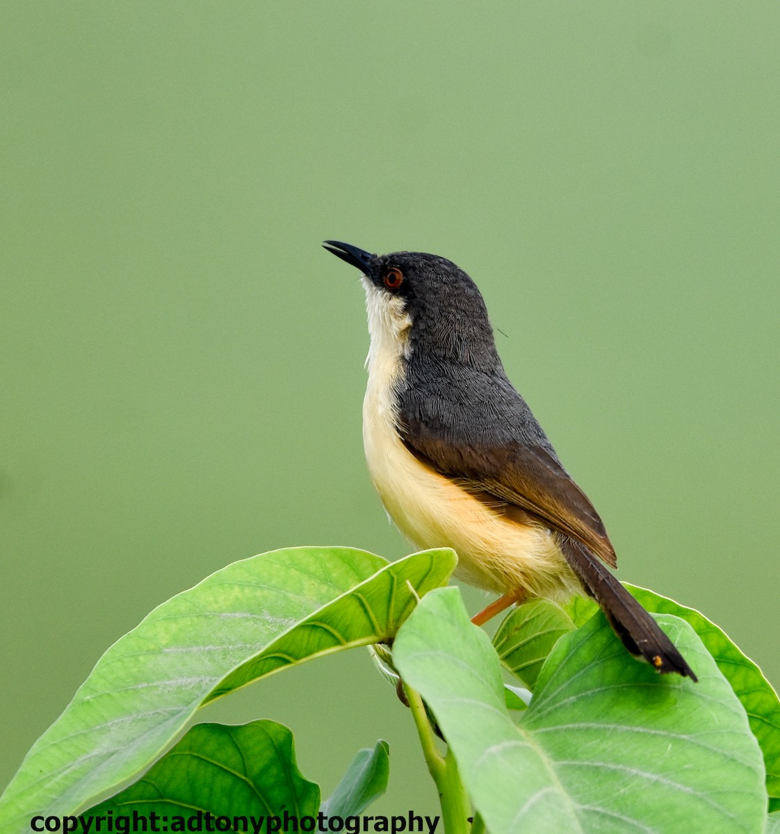 Prinia Cenicienta - ML162786211