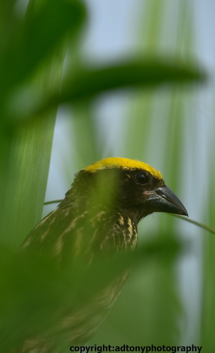 Streaked Weaver - ML162786311