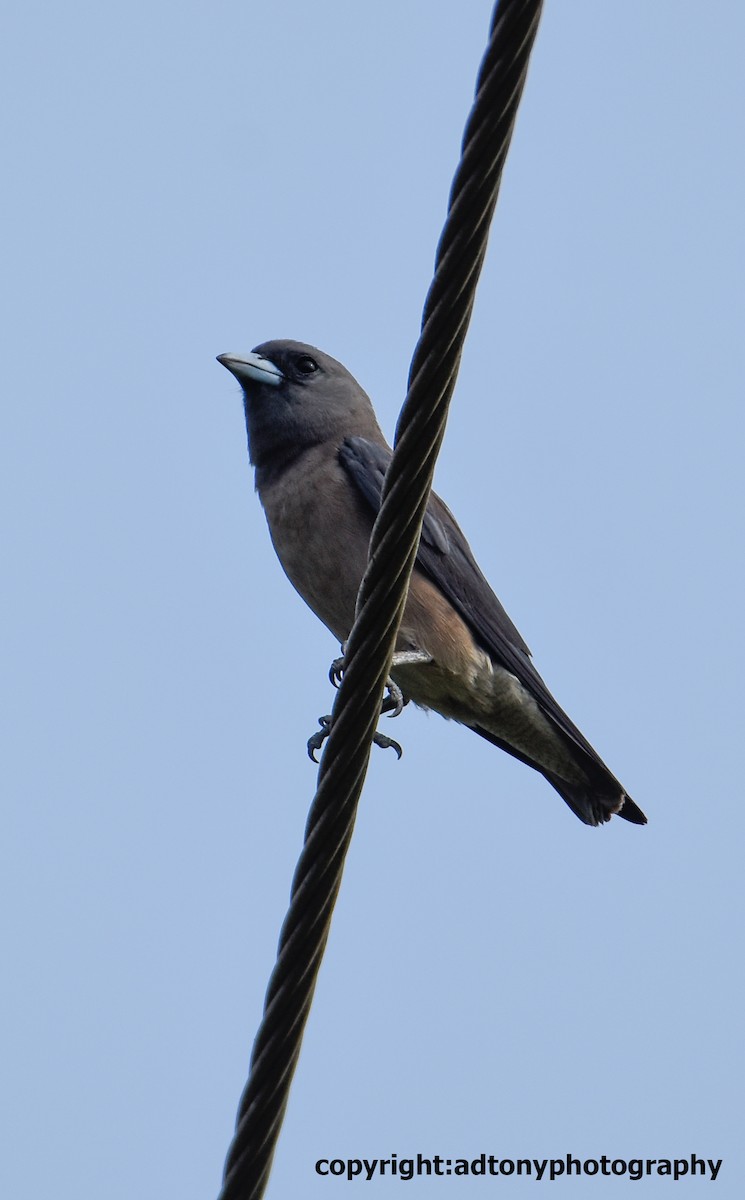 Ashy Woodswallow - ML162786391