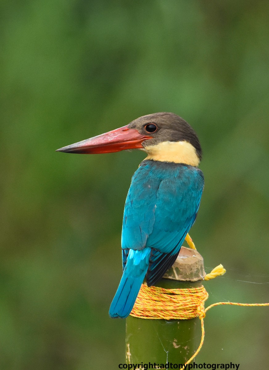 Stork-billed Kingfisher - ML162786511