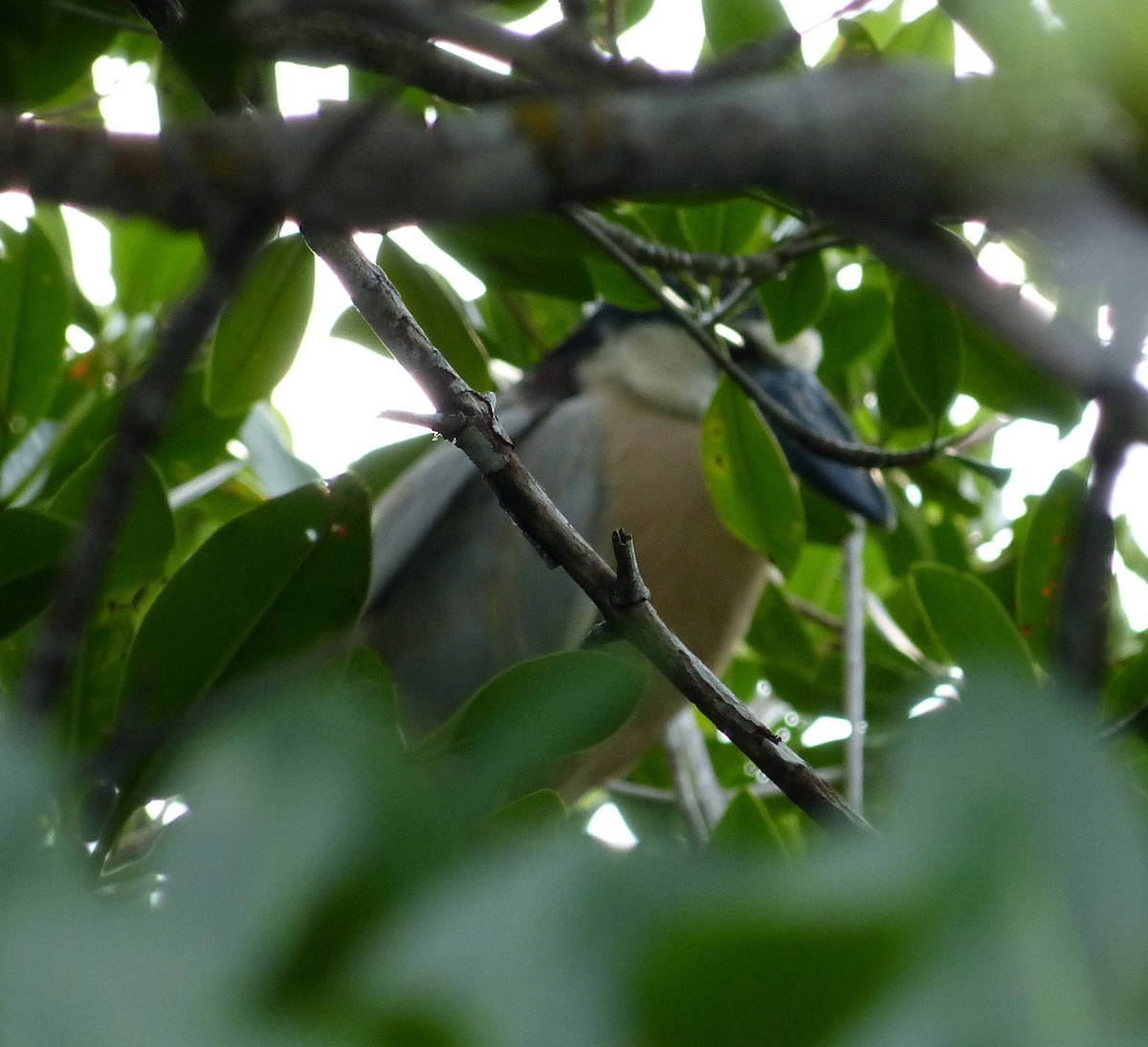 Boat-billed Heron - ML162786721