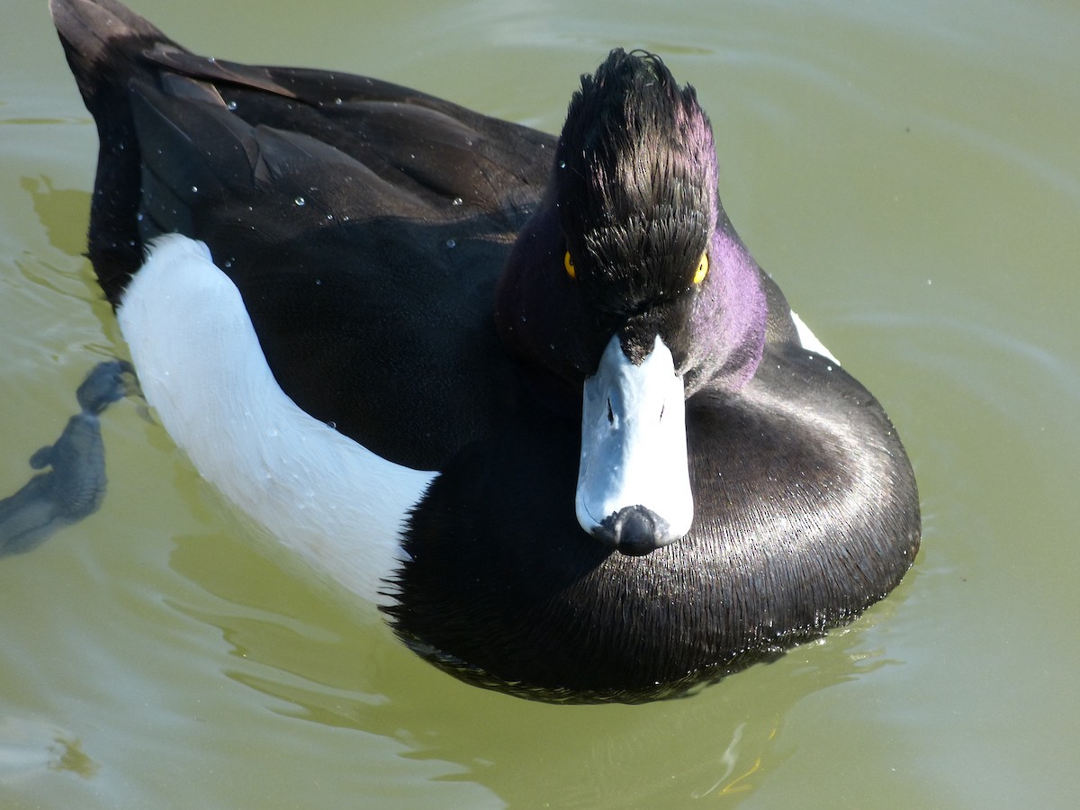 Tufted Duck - William Rockey