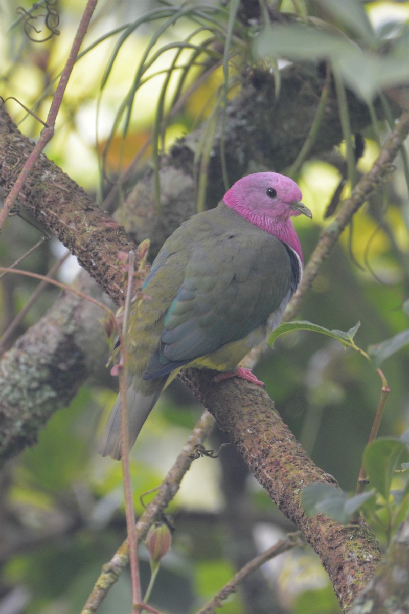 Pink-headed Fruit-Dove - Ari Noviyono