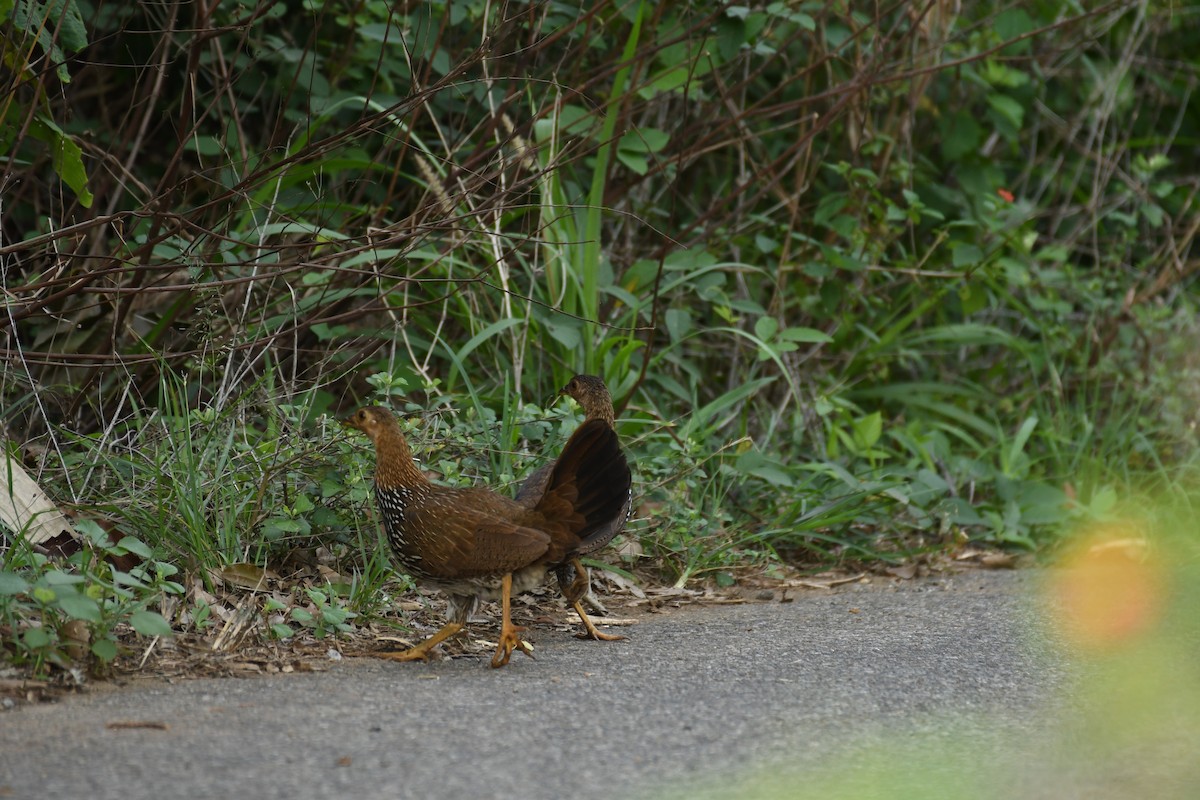 Gray Junglefowl - ML162790531