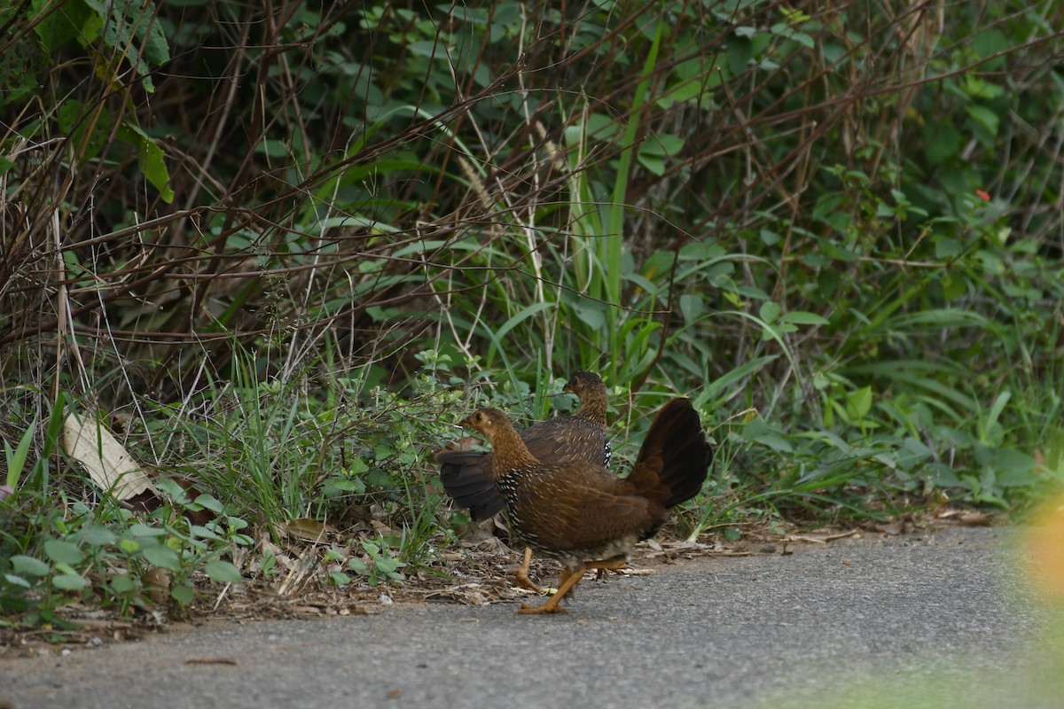 Gray Junglefowl - ML162790541