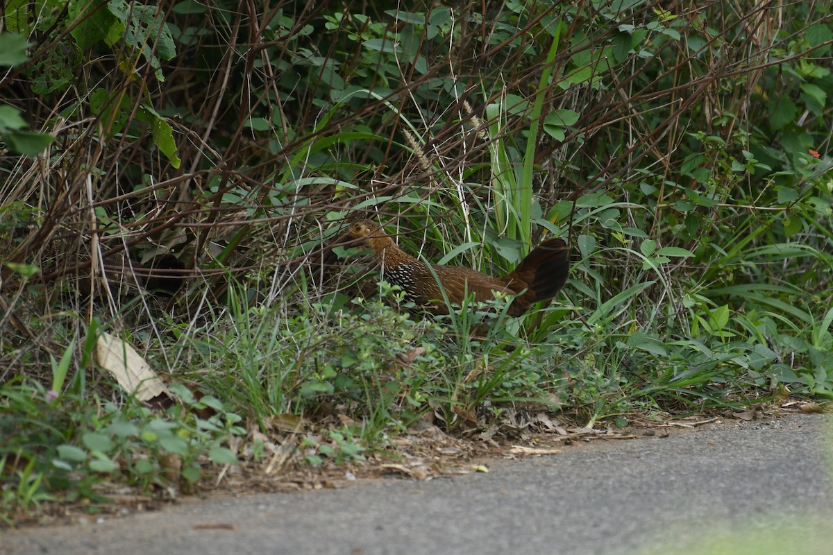 Gray Junglefowl - ML162790551