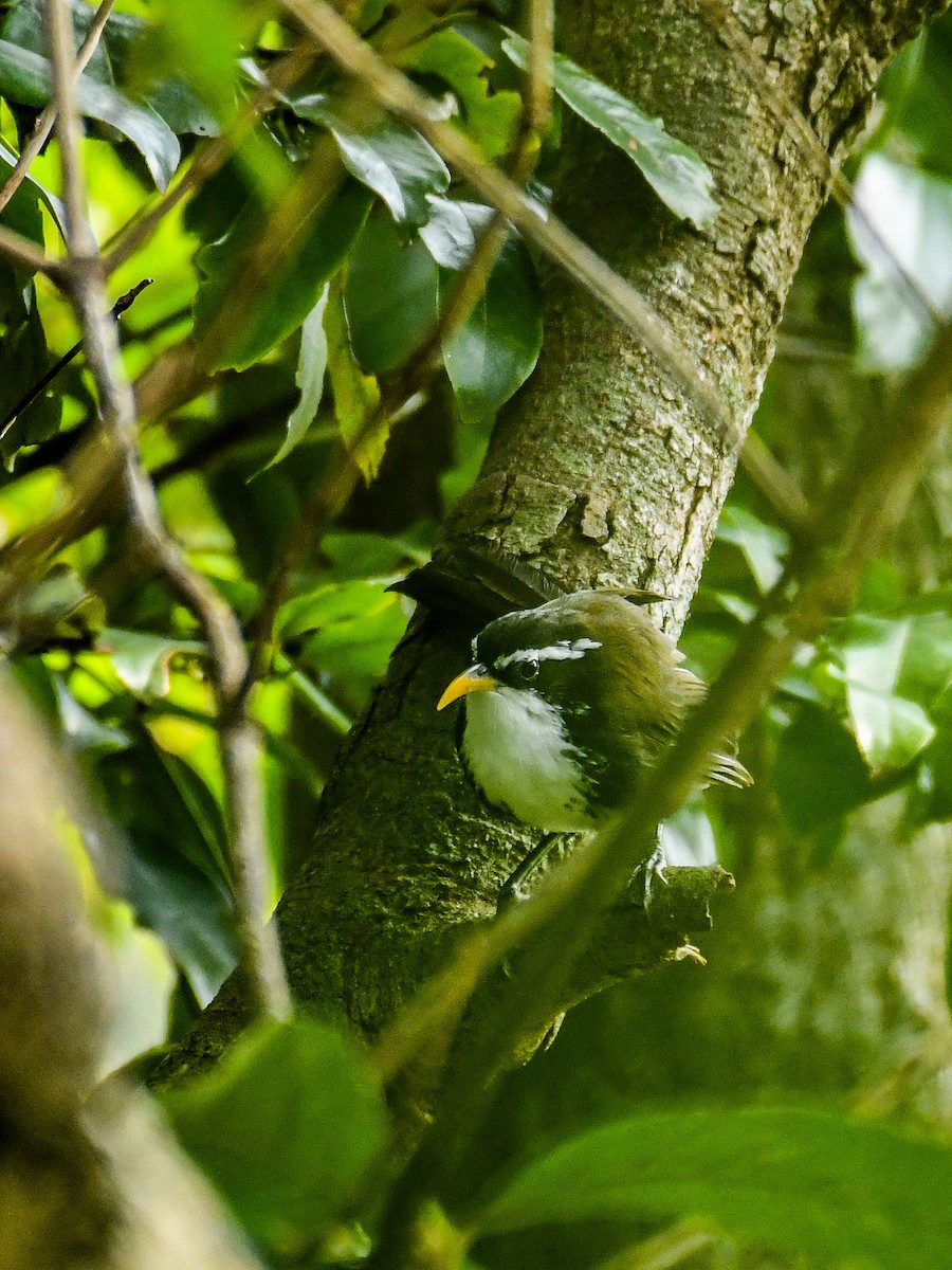 Indian Scimitar-Babbler - ML162790611