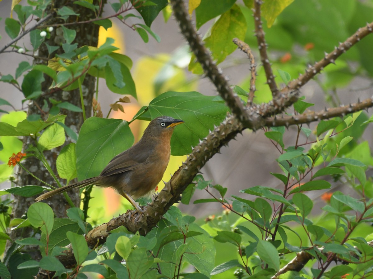 Rufous Babbler - ML162790661