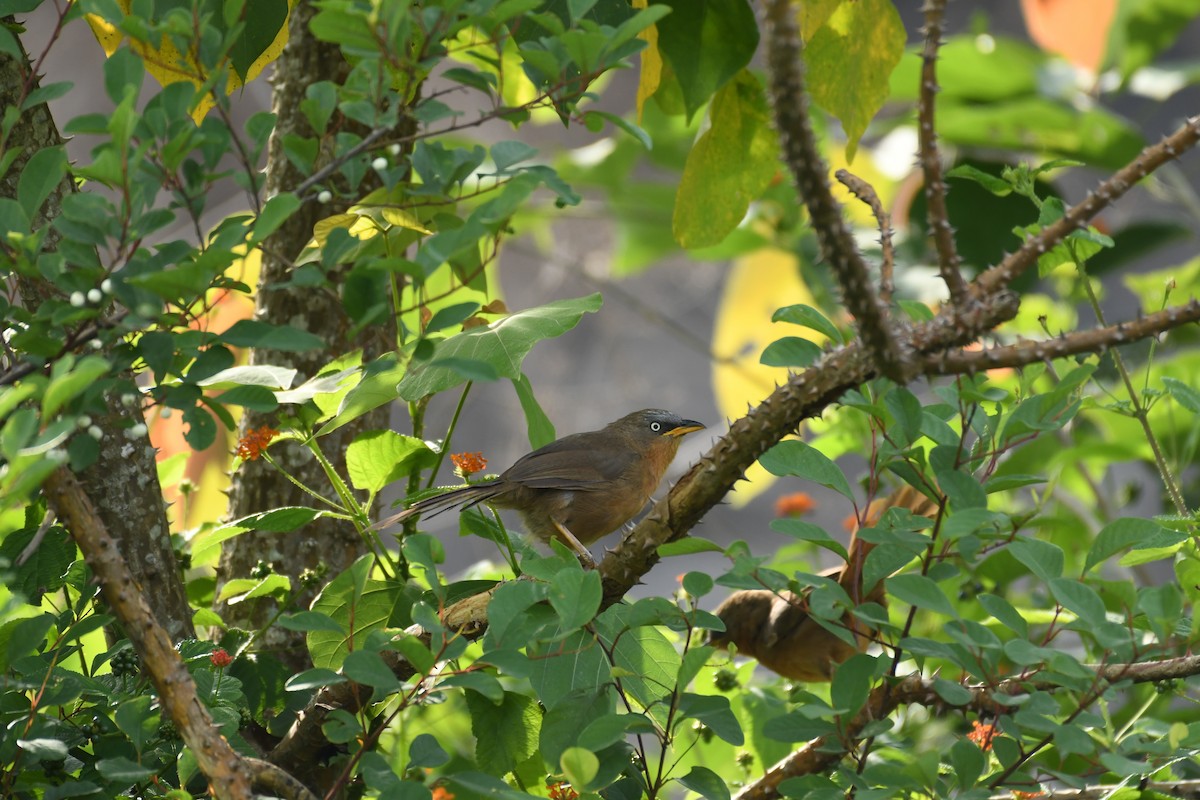 Rufous Babbler - ML162790781