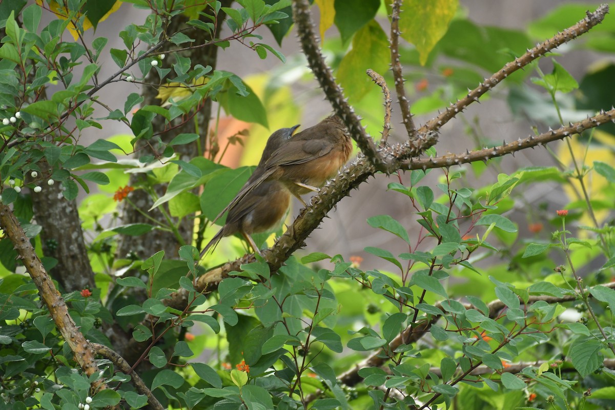 Rufous Babbler - ML162790791