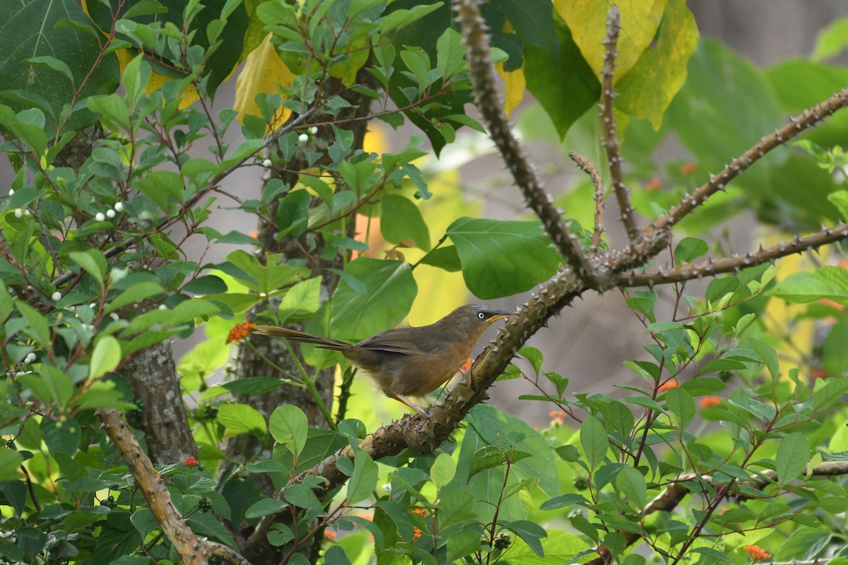 Rufous Babbler - Vivek Sudhakaran