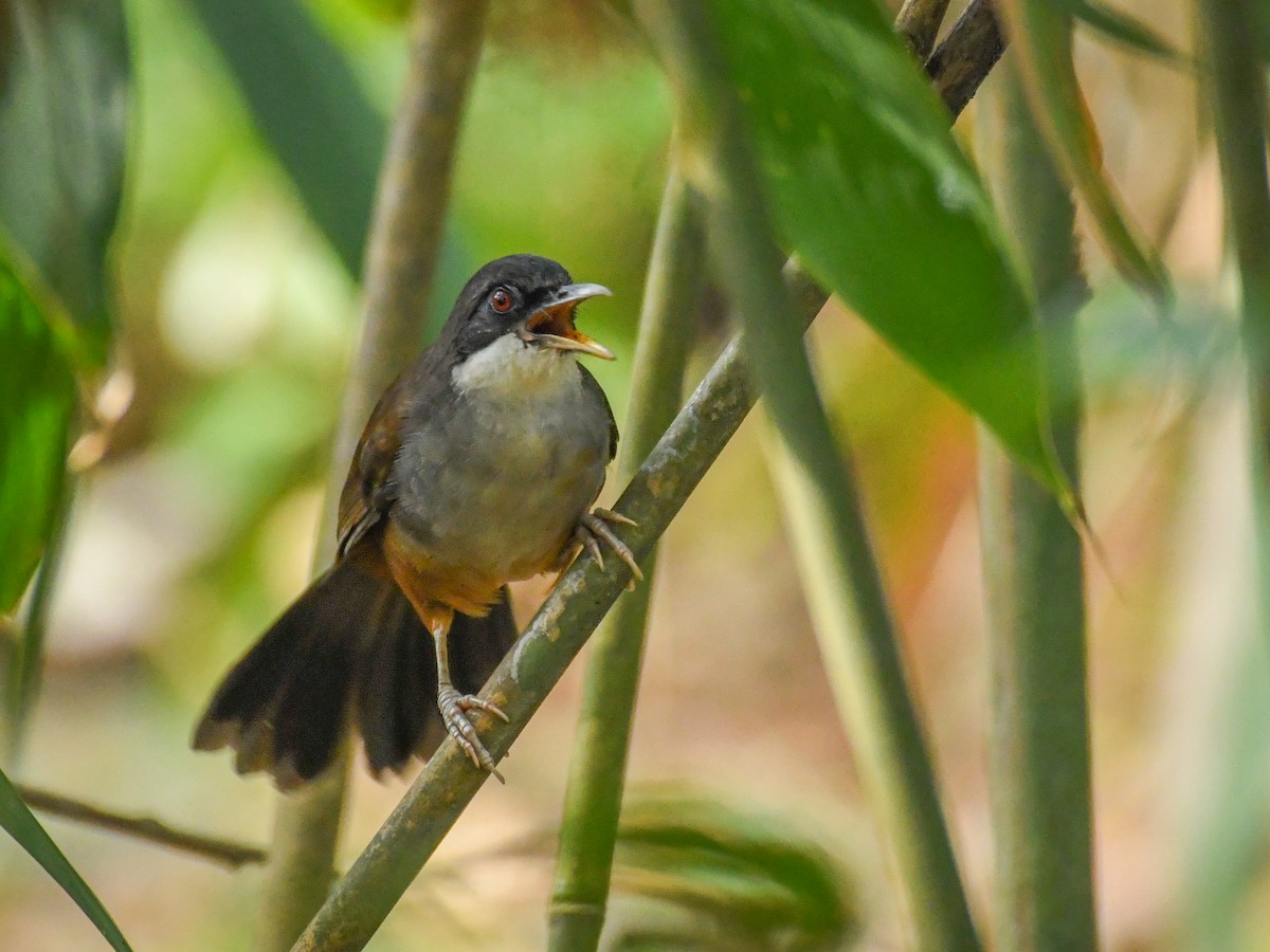 Wayanad Laughingthrush - Vivek Sudhakaran