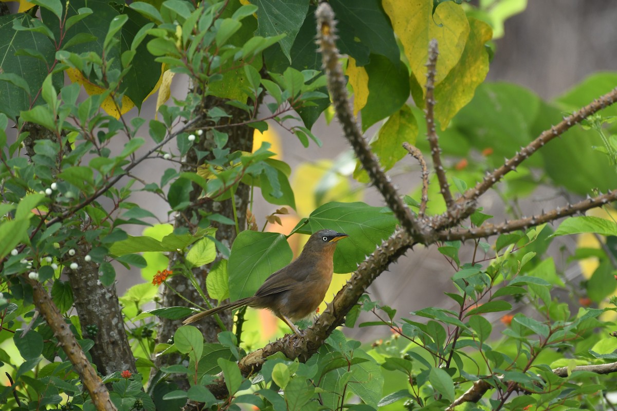 Rufous Babbler - ML162790981