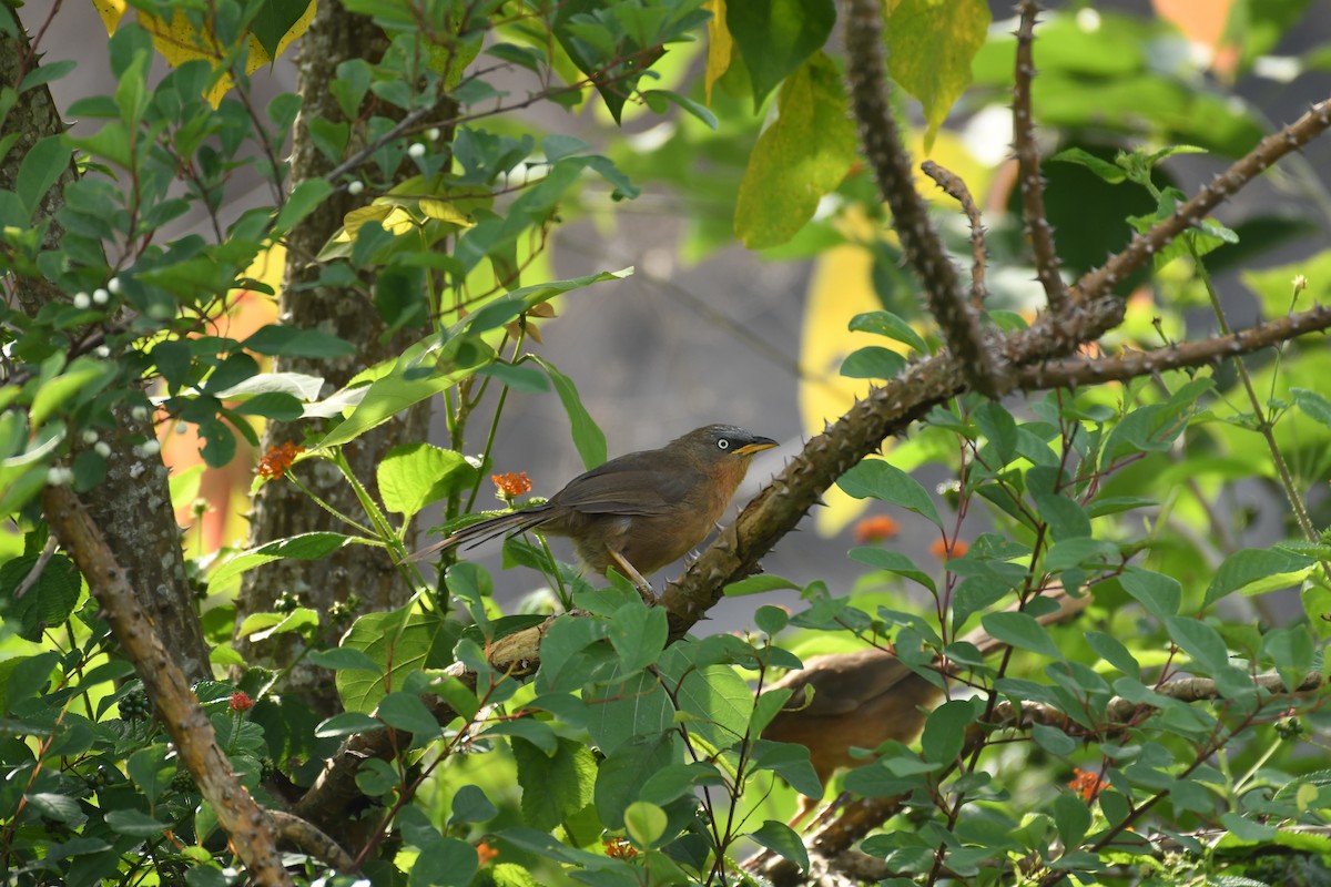 Rufous Babbler - ML162790991