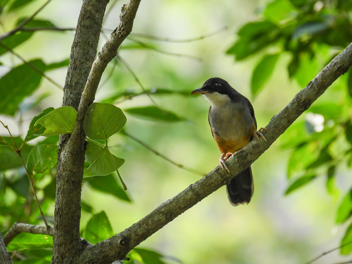 Wayanad Laughingthrush - ML162791011