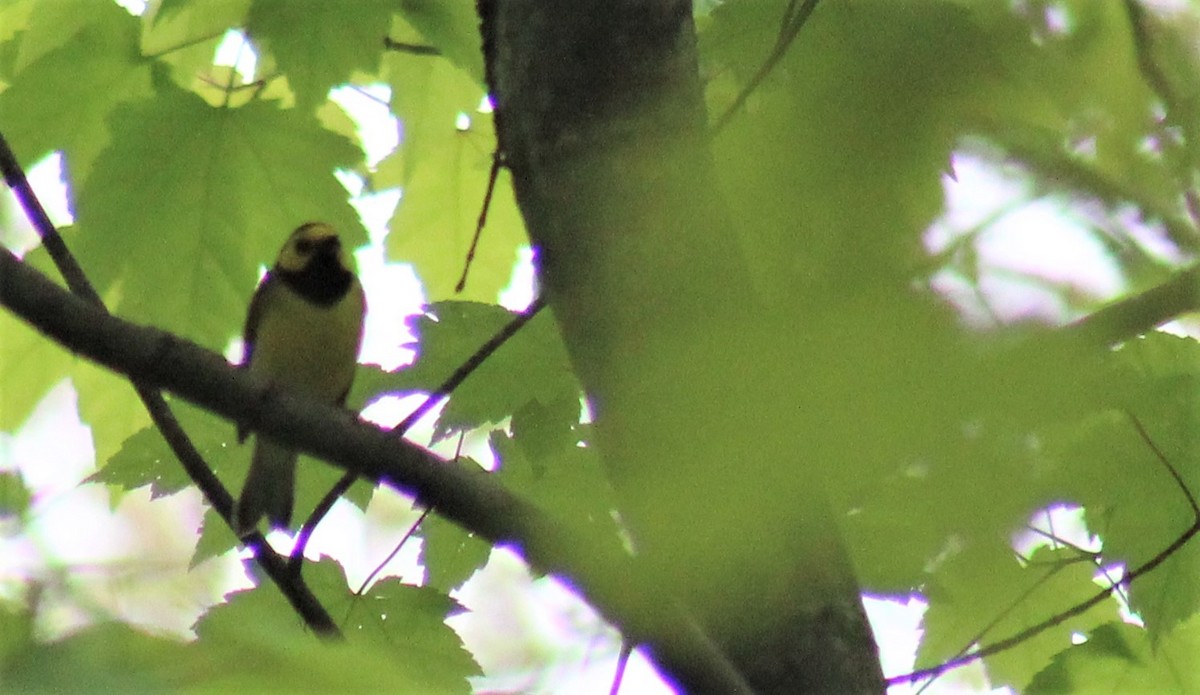 Hooded Warbler - Jon. Anderson