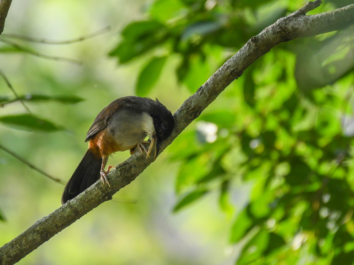 Wayanad Laughingthrush - ML162791091