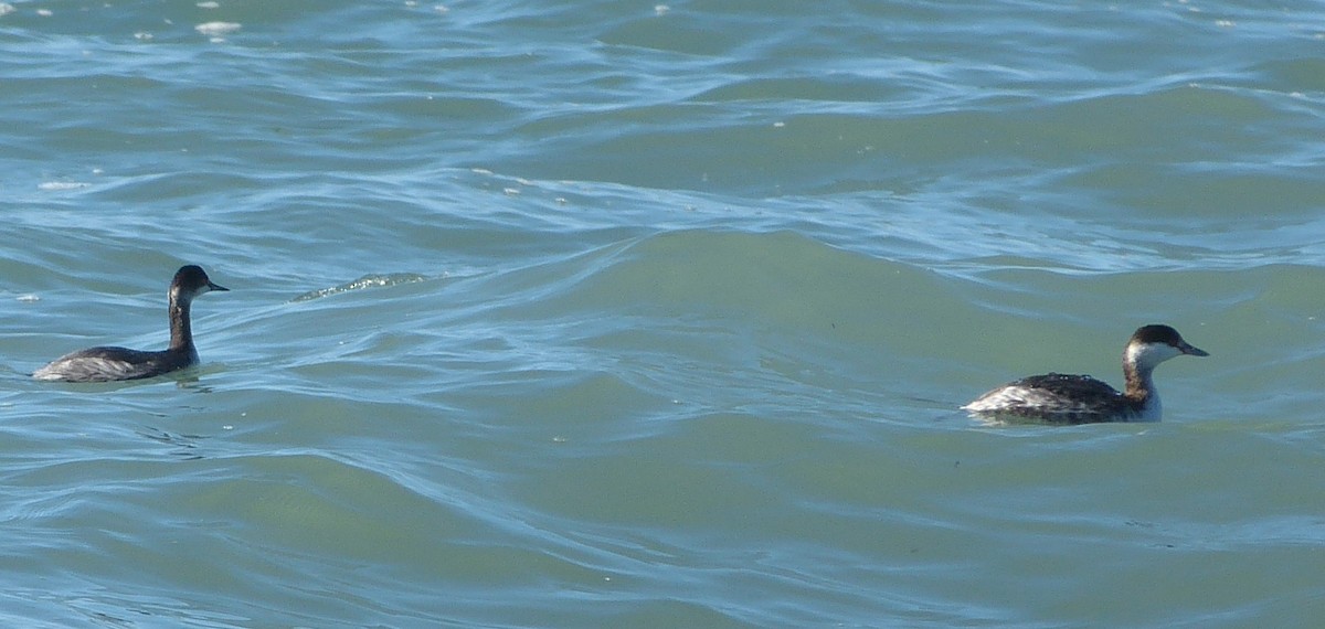 Horned Grebe - ML162791131