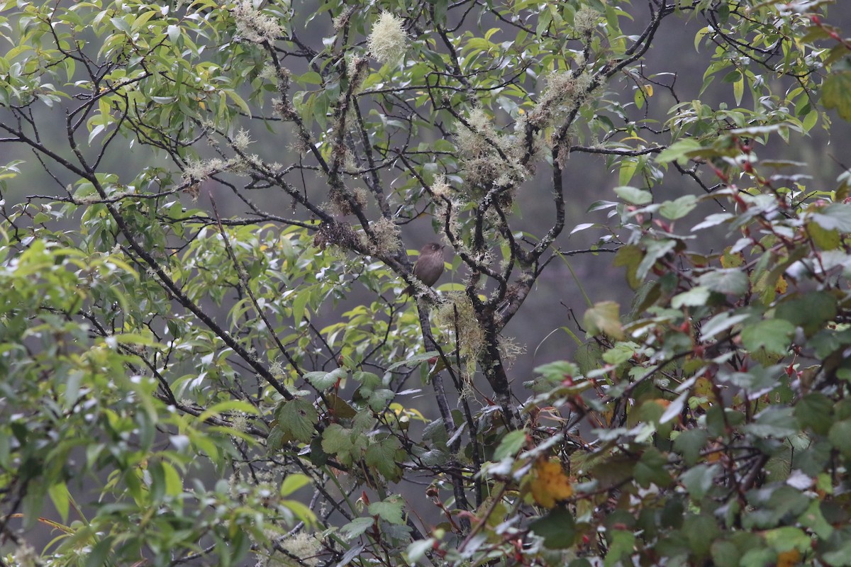 Taiwan Fulvetta - Yu-Wei (昱緯) LI (李)