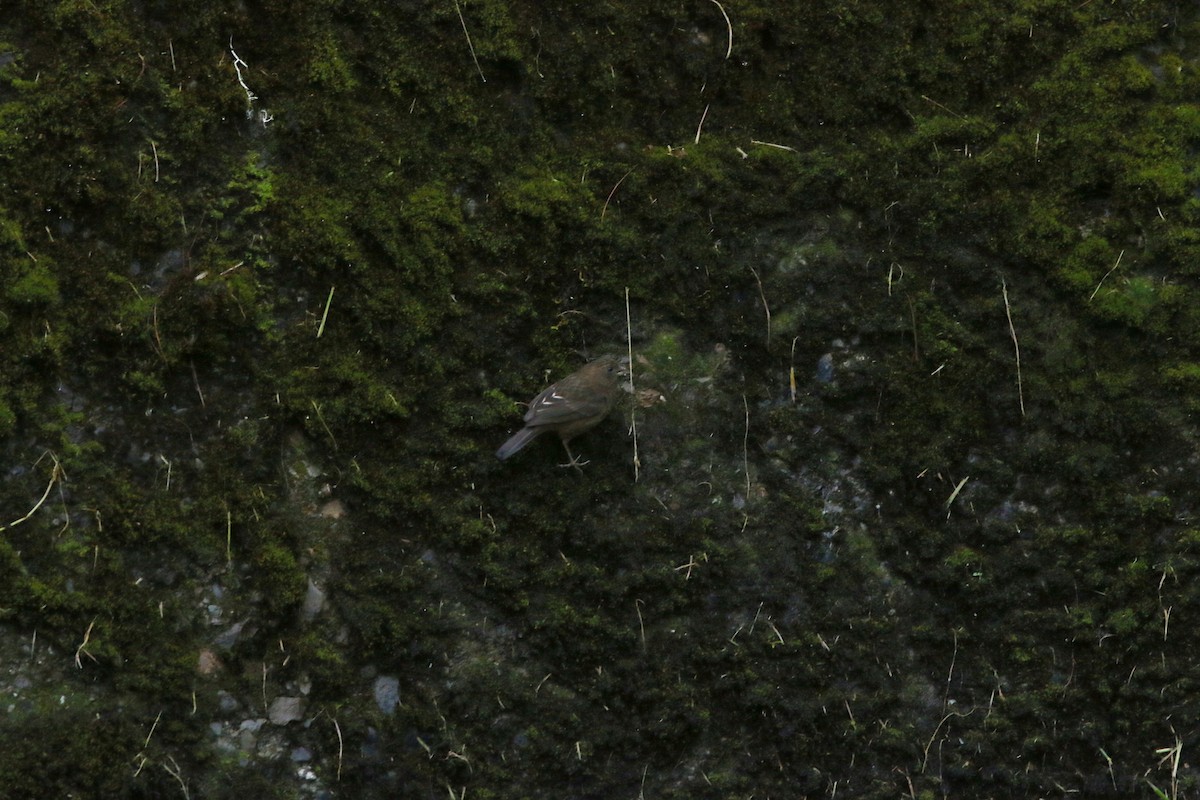 Taiwan Rosefinch - Yu-Wei (昱緯) LI (李)