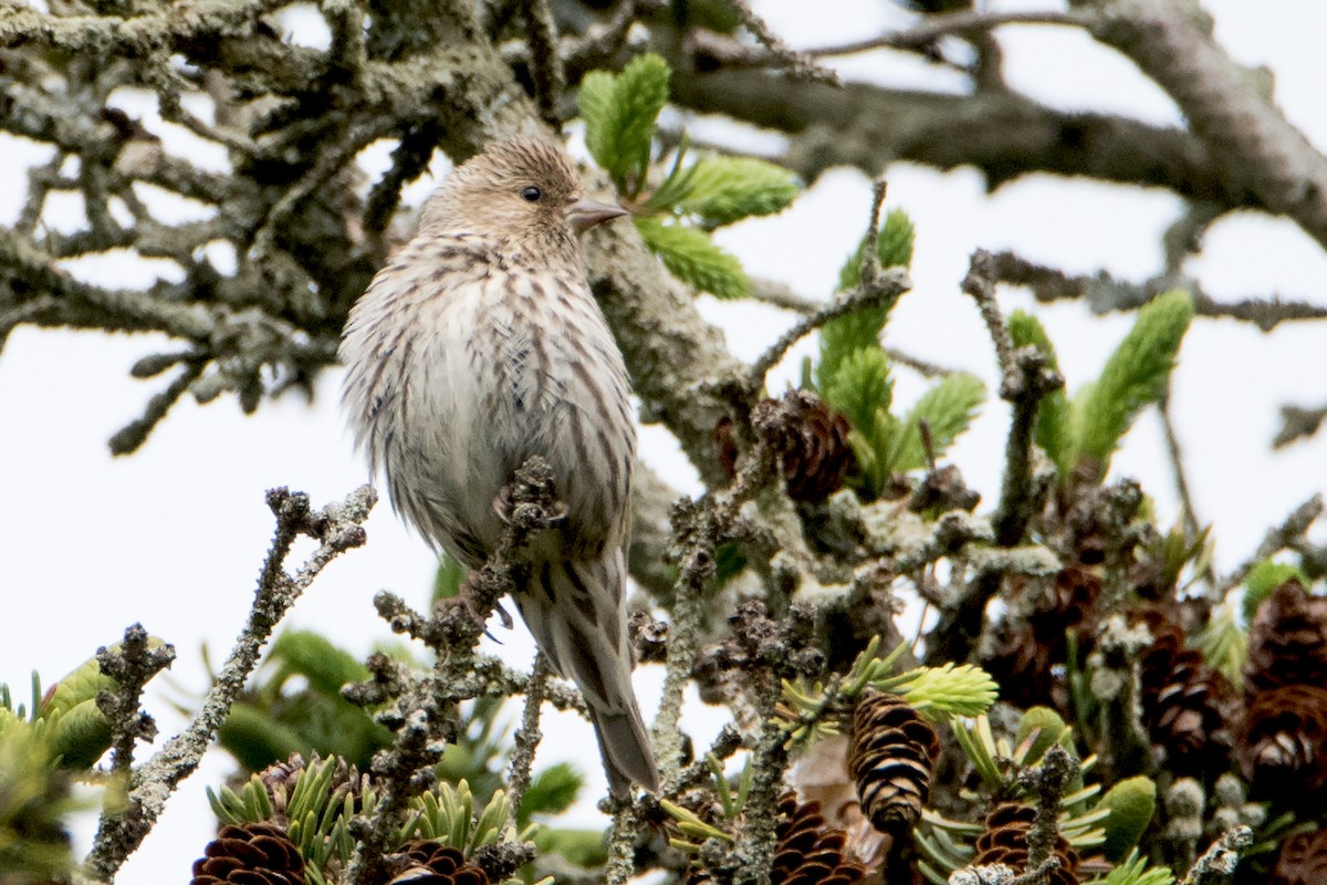 Pine Siskin - Sue Barth