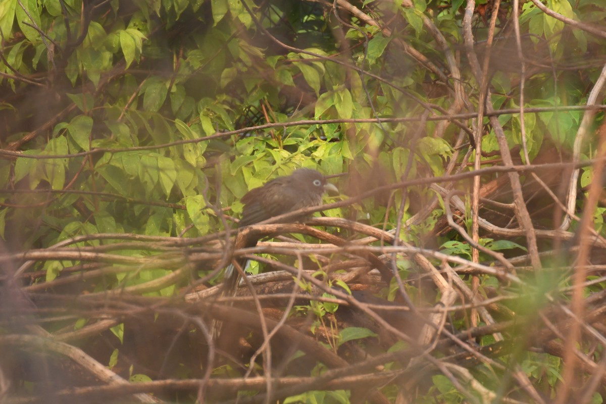 Blue-faced Malkoha - Vivek Sudhakaran