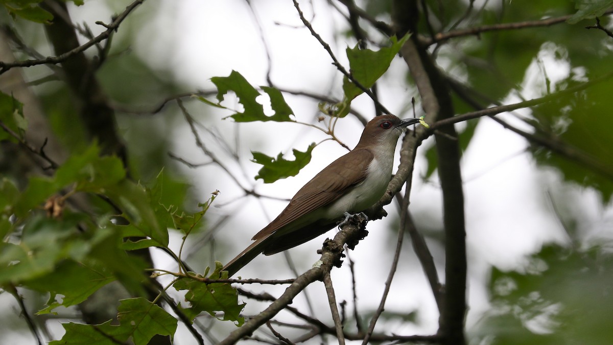 Black-billed Cuckoo - ML162794651