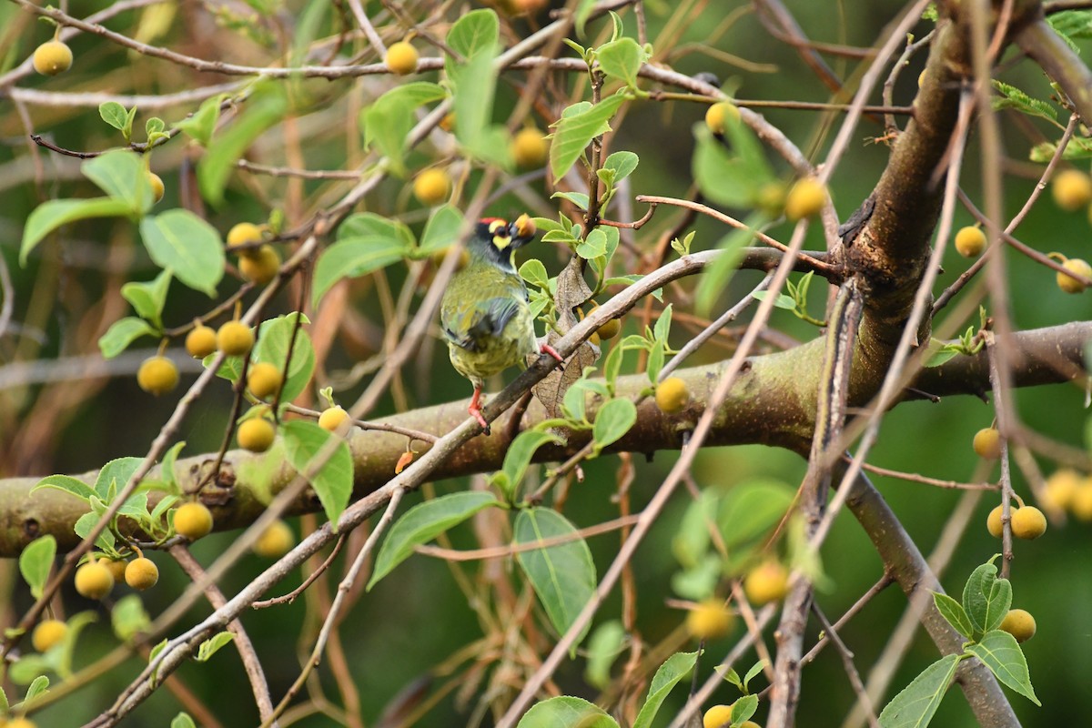 Kupferschmied-Bartvogel - ML162795801