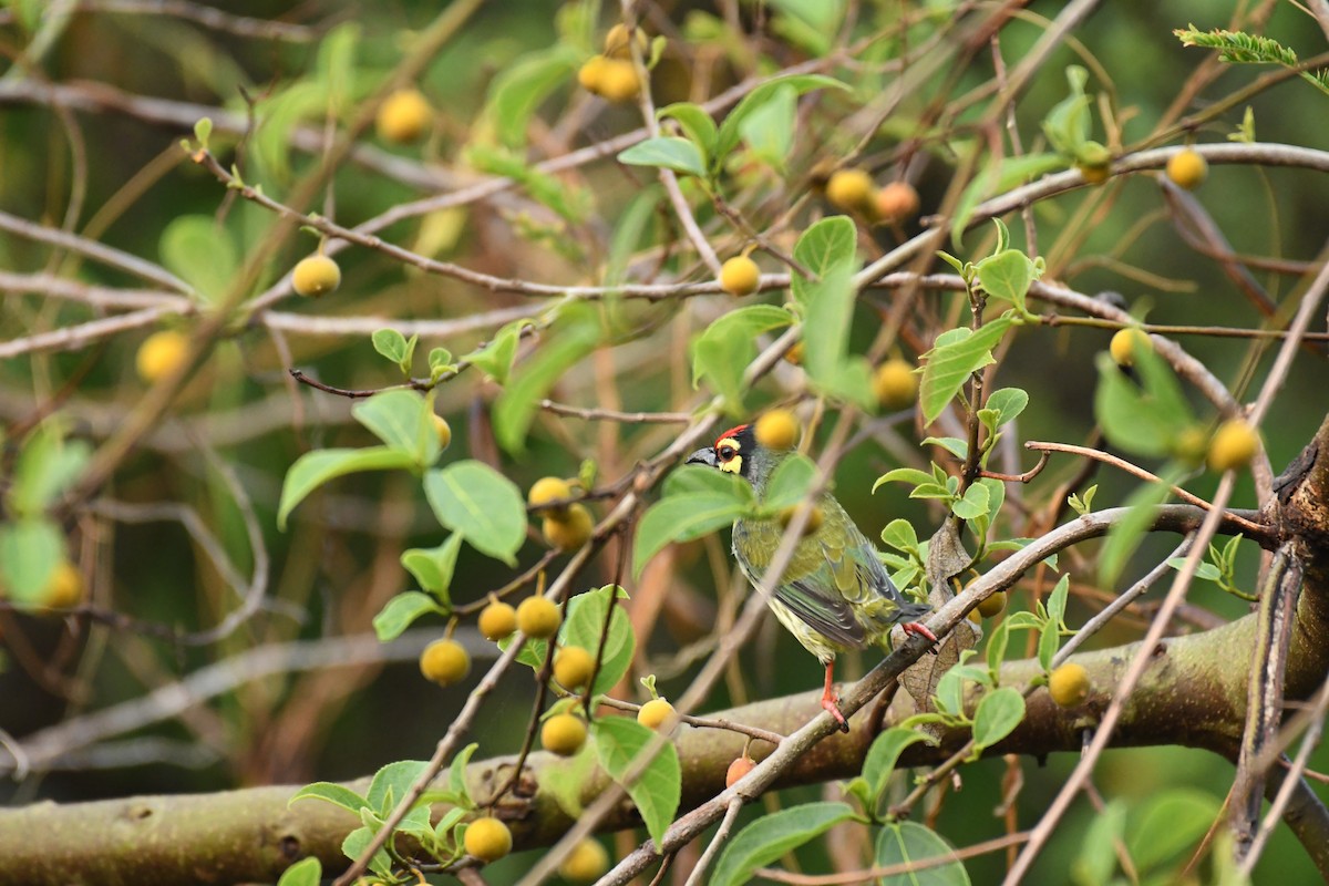 Coppersmith Barbet - ML162795871