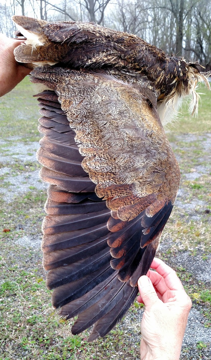 American Bittern - ML162795891