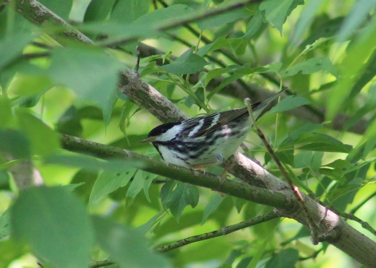 Blackpoll Warbler - Steven Lamonde