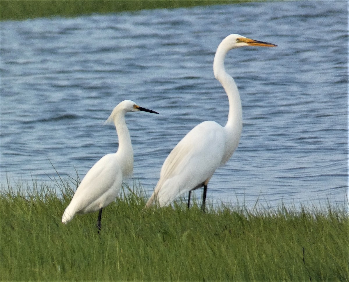 Great Egret - ML162797641