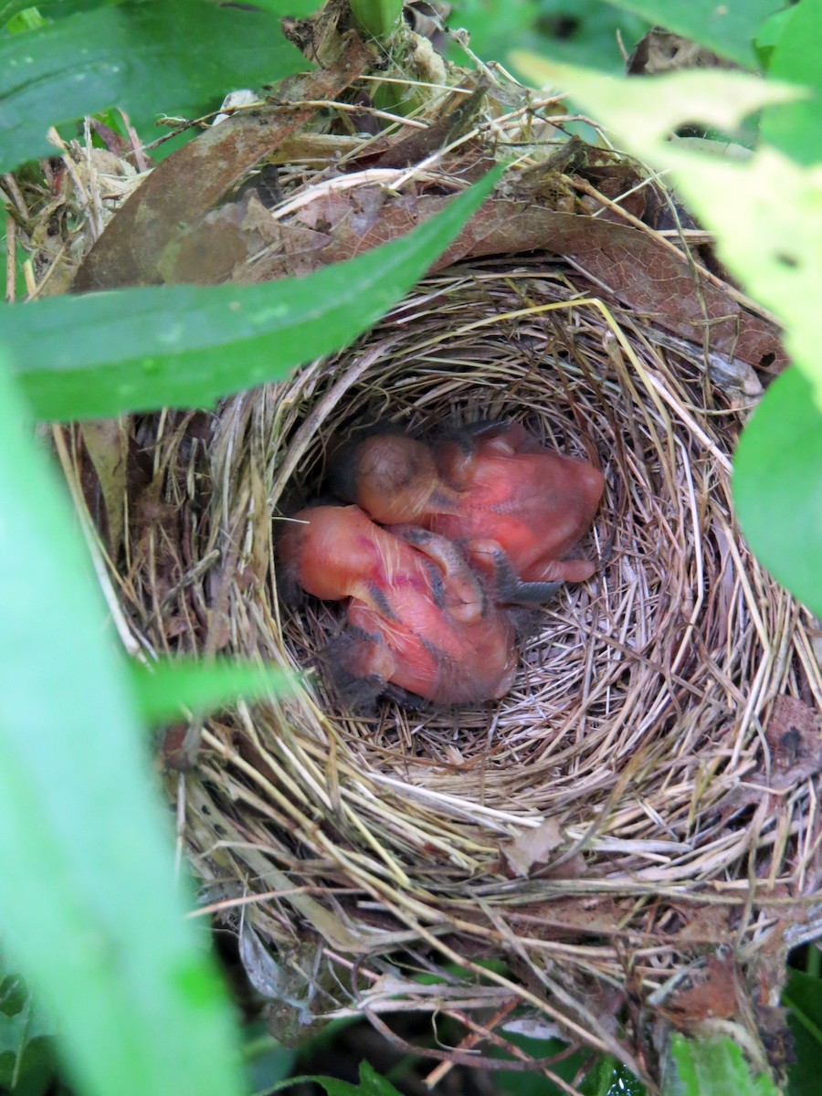Indigo Bunting - Herb Myers
