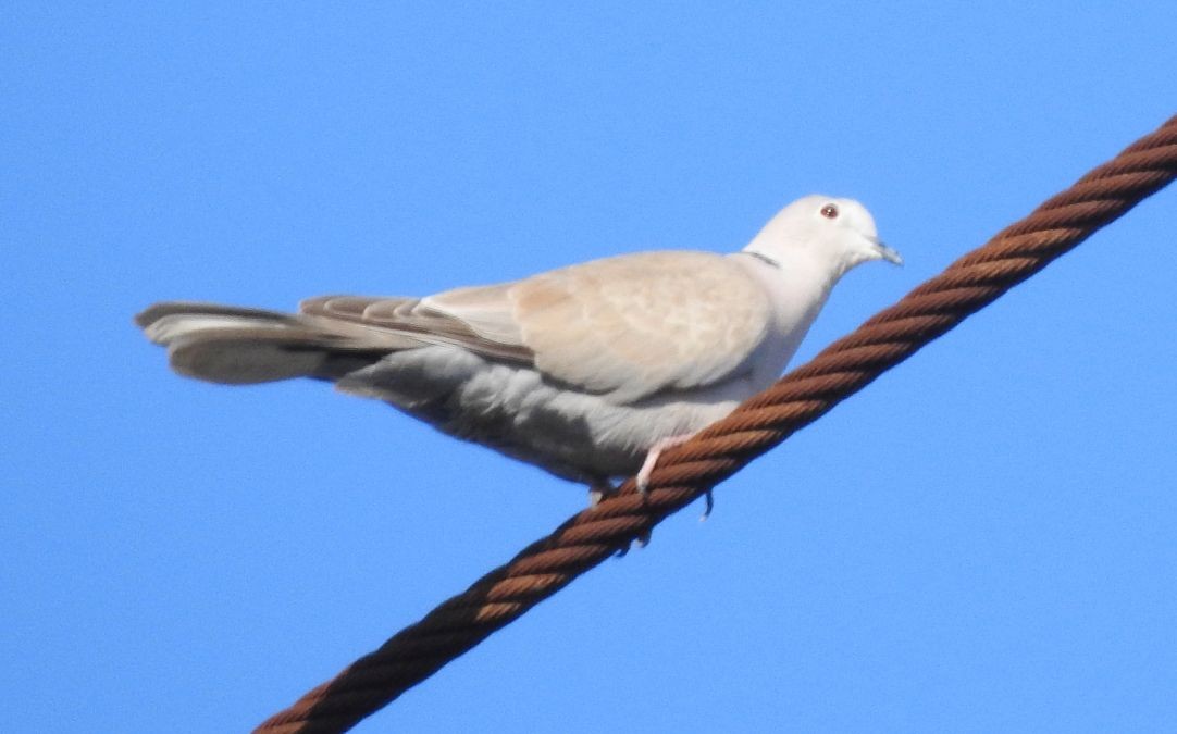 Eurasian Collared-Dove - ML162798451